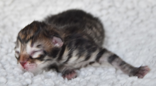 sibirisk kattunge Orinda
